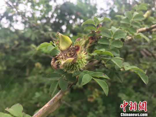 中新社：“二维码”贵州扶贫：让“黔货”走出大山