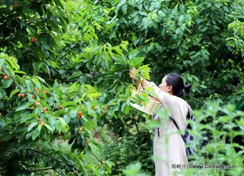“樱桃红·电商火”，鲁甸大樱桃节成功举办